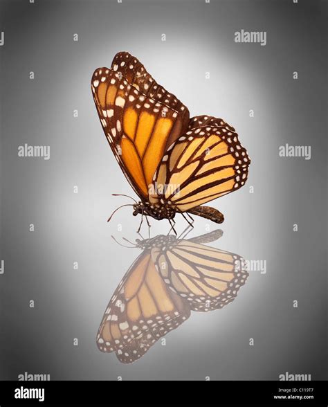 Monarch Butterfly Danaus Plexippus Stock Photo Alamy