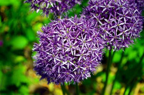 Pretty Reddish Purple Flowers Stock Photos Free And Royalty Free Stock