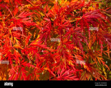 Acer Palmatum Dissectum Ever Red Tree Weeping Japanese Maple Trees