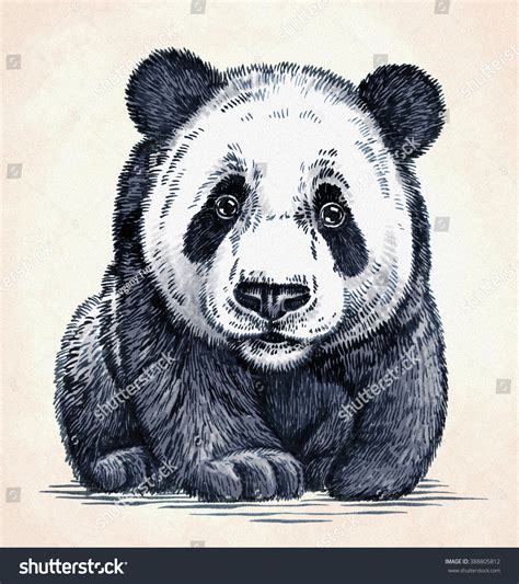 Engrave Ink Draw Panda Illustration Stock Illustration 388805812