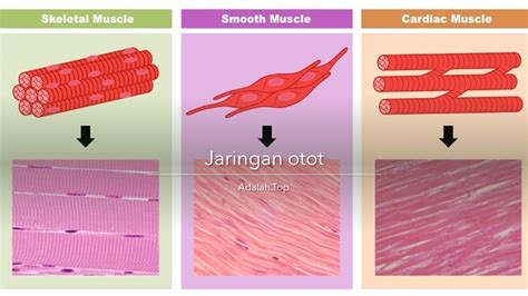 Jenis Jenis Otot Dan Fungsinya Ilmu