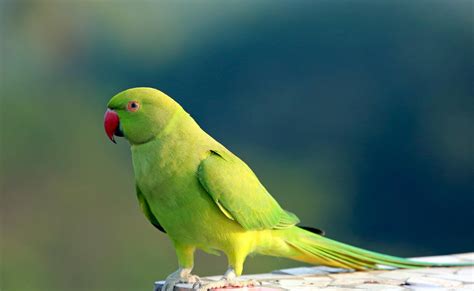 Parakeet Budgie Parrot Bird Tropical 45 Wallpapers Hd Desktop