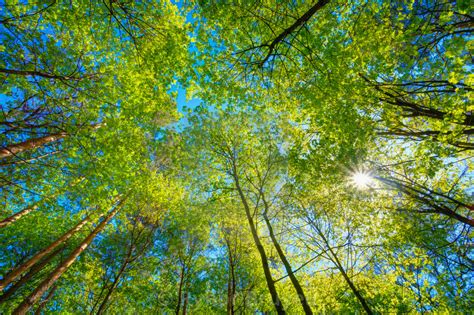 Sunny Canopy Of Tall Trees Sunlight In Deciduous Forest Summer Nature