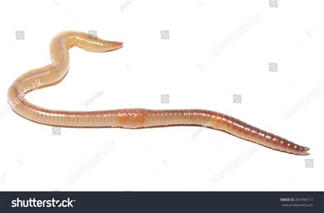 Close Up Of Earthworm On White Stock Photo 287789117 Shutterstock