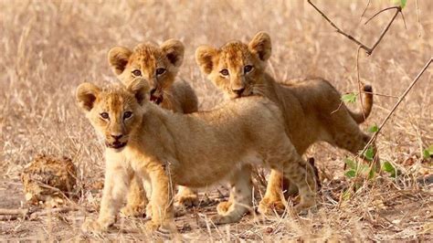 Lions In Gorongosa Show Population Increase Africa Geographic