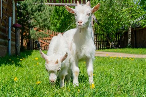 Two Cute Little White Goat Stock Image Image Of Agriculture Face