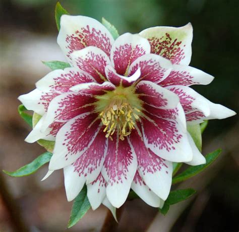 Helleborus Winter Jewels Painted Doubles Hellebores