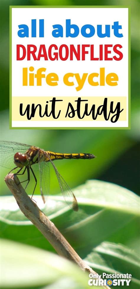 All About Dragonflies Life Cycle Unit Study Only Passionate Curiosity