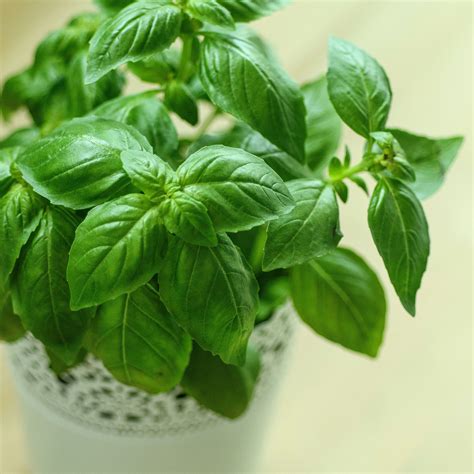 How To Keep A Basil Plant Alive Inside