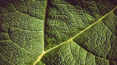 Download Wallpaper 3840x2160 Leaf Ribbed Leaf Veins Green Plant 4k