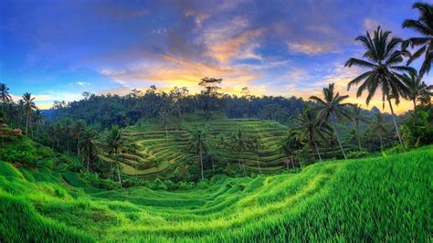 Tegallalang Rice Terraces Ubud Bali Indonesia © Michele Falzone