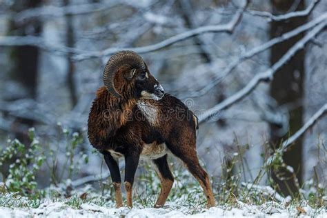 Male European Mouflon Ovis Aries Musimon Looking Behind Him Stock Photo