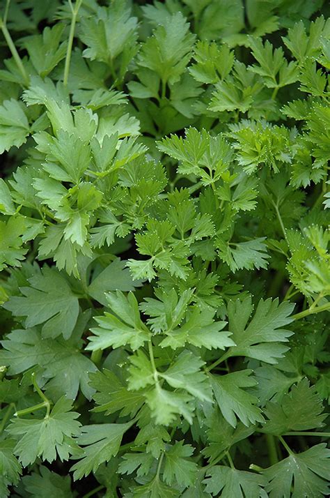 If you need to buy individual health insurance outside of open enrollment, see if you qualify for a special enrollment period. Italian Parsley (Petroselinum crispum 'var. neapolitanum ...