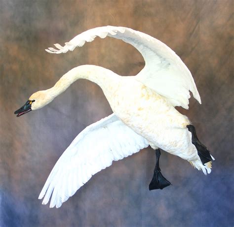 Swans 12 (remastered 2015) (sold out) swans; Geese/Swans « Wildfowl Unlimited