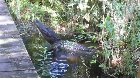 Alligator Bellowing In The Okefenokee Swamp 10614 Youtube