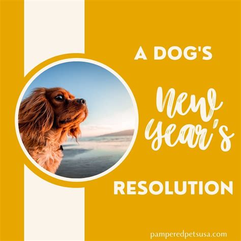 New Years Resolutions For Dog Owners Pampered Pets Usa