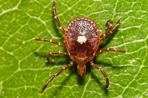 This Tick Can Make You Allergic To Meat And It Is Spreading The Great