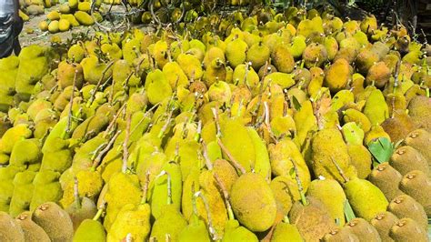 January 19, 2018 jackfruit, largest fruit in the world, world's largest tree borne fruit treeman grown in multiple countries across the world, there is a fruit that out grows all other tree borne fruit. World Biggest Jackfruit Market || Biggest Fruit in the ...