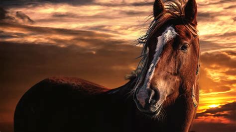 Paint Horse Wallpaper 40 Images