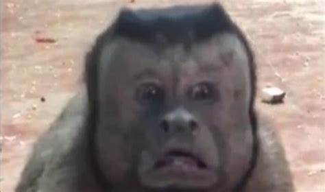 Monkey With Human Face Freaks People Out At Zoo Iheart