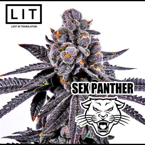 Sex Panther Fems Plus Croissant Freebie Chitown Seeds