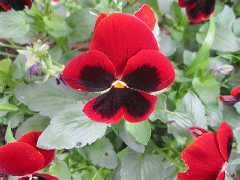 Red Pansy Plants Pansies Flowers