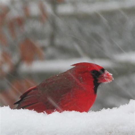 Cardinal Profile Photograph By Debbie Steiner Fine Art America