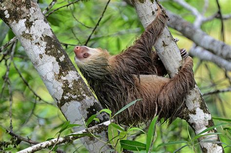 The sun in shining and the amazon abyss spotters find a family of south american otters. Rainforest Animals - Two-Toed Sloth | Young People's Trust ...