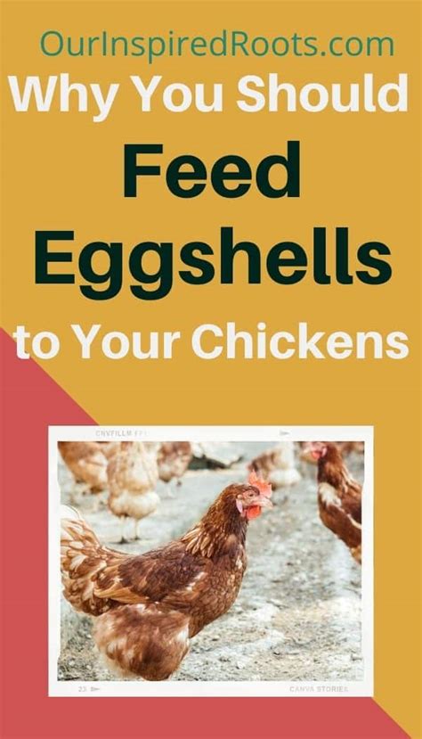 Feeding Eggshells To Chickens How To Do It And Why Youd Want To