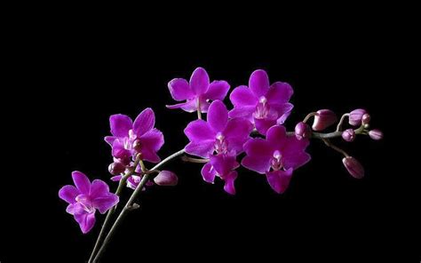 Purple Orchid Wallpaper Wallpapersafari
