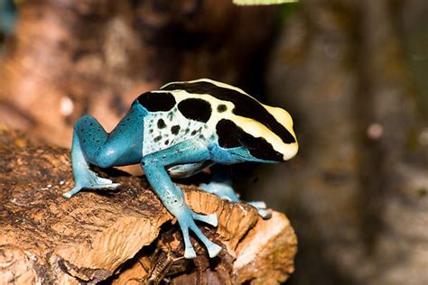 Funny Poison Dart Frog Best Imagespictures And Photos 2012