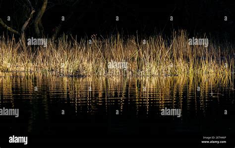 Marsh Grasses In Golden Light Reflected In Water Stock Photo Alamy