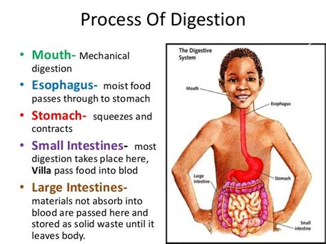 The Glorious Gastrointestinal System Digestion Process