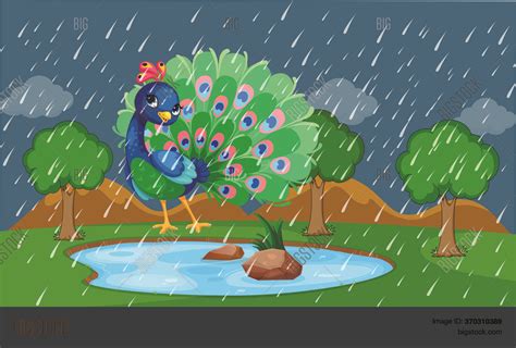 Dancing Peacock Images In Rain