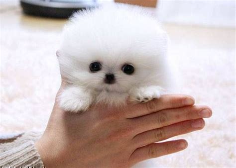 Your first pup on this page is her. found it on craigslist cutest thing eva | room decor ...