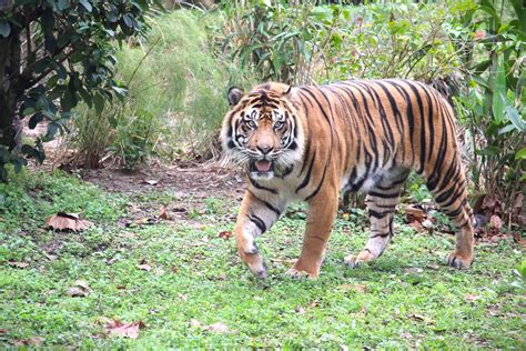 Asia Maharajah Jungle Trek Sunda Island Tiger Zoochat