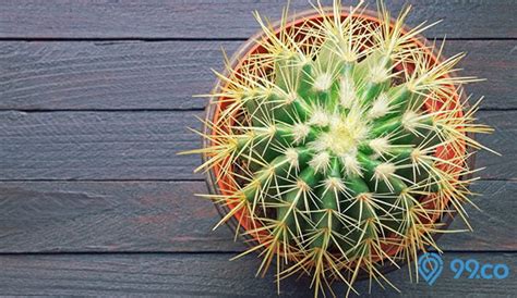 7 Tanaman Hias Indoor & Outdoor Ter-Instagramable. Bikin Cantik Rumah!
