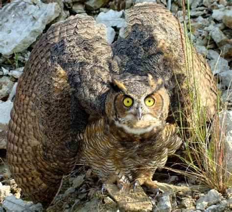 10 Interesting Great Horned Owl Facts My Interesting Facts