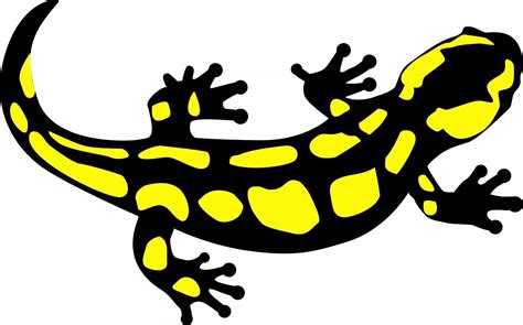 Spotted Salamander Reptile Amphibian Vector Illustration Vector