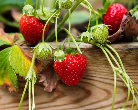 How To Harvest Strawberry Seeds To Get Free Plants Gardeningetc