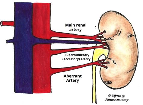 Are The Kidneys Located Inside Of The Rib Cage Department Of Surgery