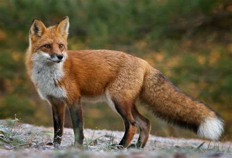 Fox tv haber programını 2010 yılından beri sunan gülbin tosun sunmaya devam edecek. Red Fox | Discography | Discogs