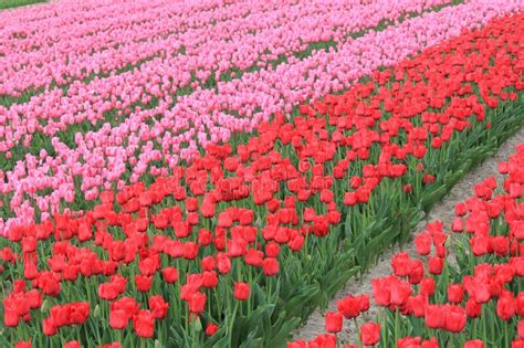 Field Of Pink Tulips In Holland Stock Photo Image Of Scenic Tulip