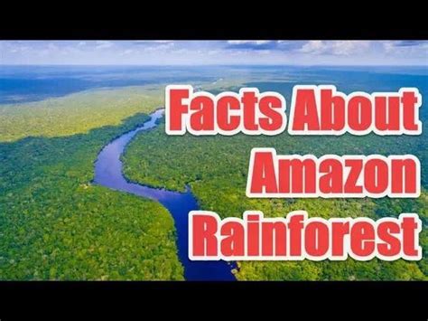9 Interesting Facts About The Amazon Rainforest