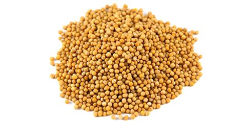 Mustard Seeds