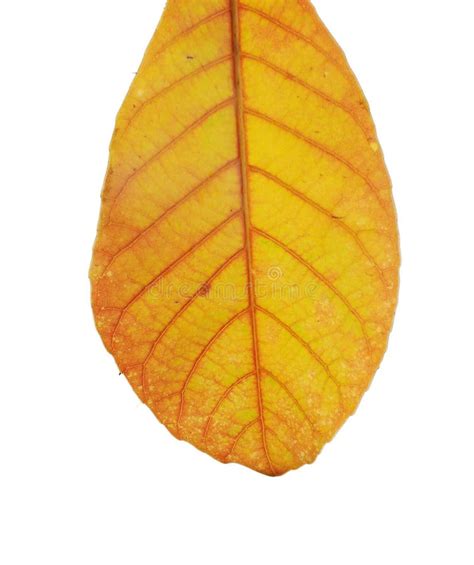 Isolated Yellow Leaf Stock Image Image Of Isolated Closeup 13555861