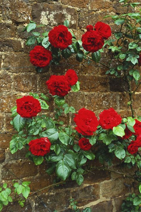 9 Vibrant Climbing Roses To Add To Your Garden Red Climbing Roses