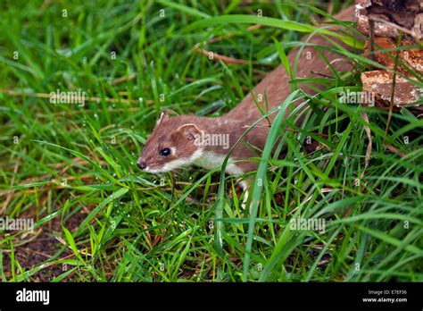 Stoat Short Tailed Weasel Mustela Erminea Hunting In Meadow Stock