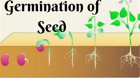 Germination Definition And Process How Does A Seed Become A Plant