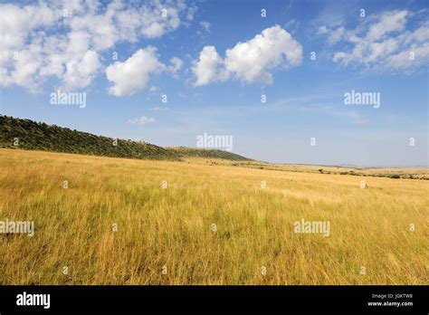 Savannah Landscape In The National Park In Kenya Africa Stock Photo
